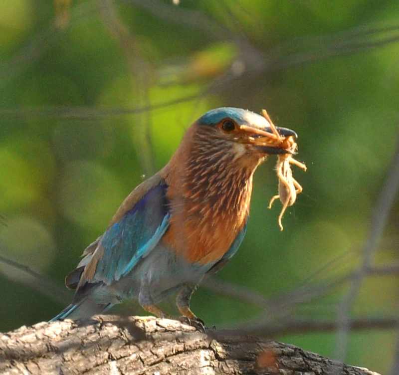 safaris en Bandhavgarh
