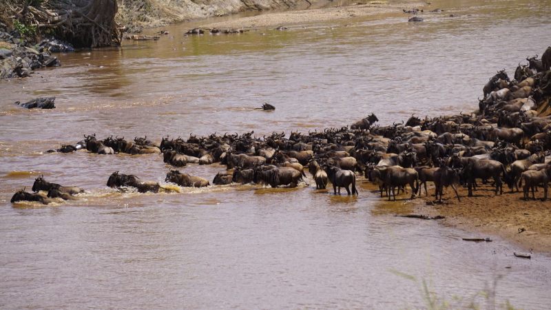 Cruce del Río Mara - Gran Migración Masai Mara