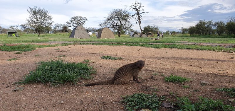 campings dentro de los parques nacionales en Tanzania