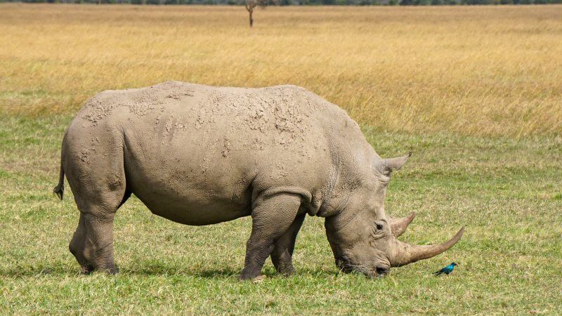 rinoceronte blanco del sur en Olpejeta