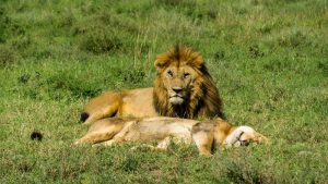safari en el serengeti tanzania