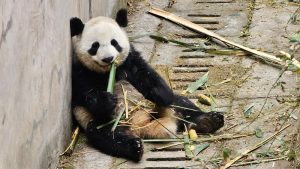 Chengdu en 1 día - centro de pandas